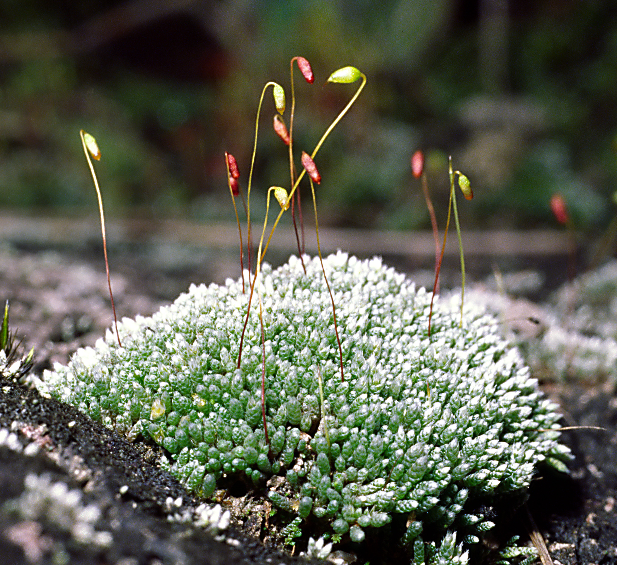 Представитель Семейства Bryaceae